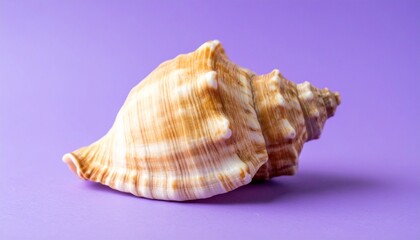 Obraz premium sea shell isolated on blue background