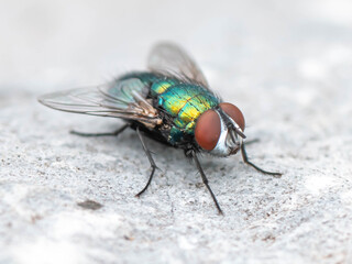 Close Up Macro of a Beautiful Goldfly. High quality photo