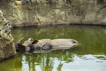 A hippog partially submerged in a body of water, likely a pond or a large puddle, with a rocky bank in the background