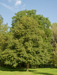 Obraz premium Beautiful close-up of tilia cordata