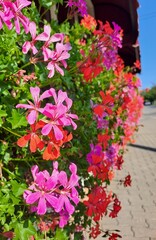 flowers in the garden