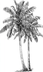 Two palm trees, detailed sketch, black and white