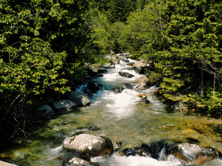 a mountain stream flowing through the forest
