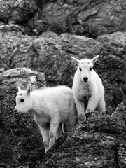 Fototapeta premium Young mountain goats on rocky terrain