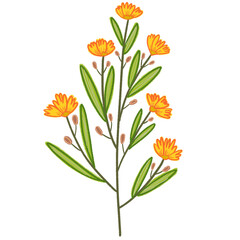 bouquet of orange flowers isolated