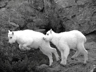 Young mountain goats on rocky terrain.