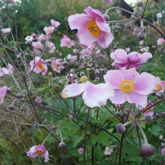 pink and white flowers