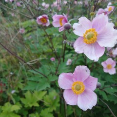 flowers in the garden