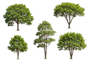 Collection of five different green trees isolated on transparent background
