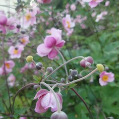 pink and white flowers