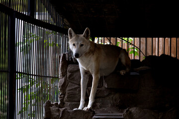 White wolf standing in zoo enclosure