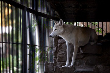 White wolf resting in shade of zoo enclosure
