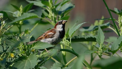 Sparrow sitting sideways on a branch and eating ragweed seeds on a sunny summer day outdoors in the city, closeup.