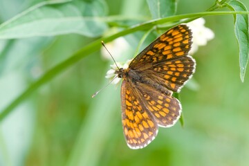 A Butterfly heath fritillary sits on a grass blade. Melitaea athalia. Small brown butterfly from europe