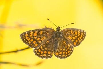 A Butterfly heath fritillary sits on a grass blade. Melitaea athalia. Small brown butterfly from europe