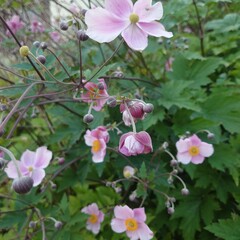 pink and white flowers