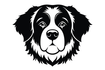 Black and white Bernese Mountain Dog shows symmetrical facial markings 