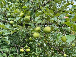 apples on a tree
