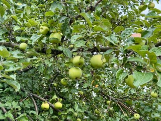 apples on tree