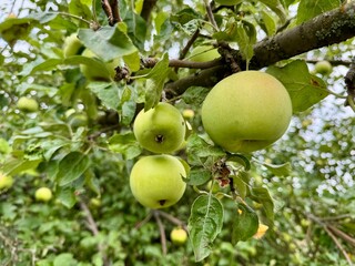 apples on tree