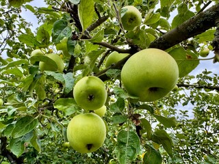 apples on tree