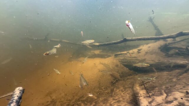 Common bleaks (Alburnus alburnus) and Eurasian minnows (Phoxinus phoxinus) in a shallow river. Estonia.