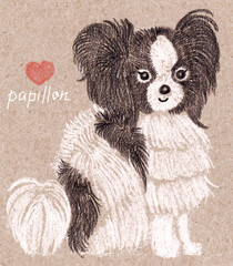 Raster illustration of a cute, simple, stylized cartoon character of a pet, a Papillon breed dog, hand drawn with white and black pencil on craft paper, cardboard.