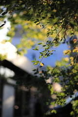 autumn leaves in the sun