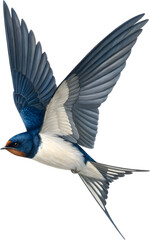 Beautiful illustration of a flying swallow bird in mid-air, showcasing deep blue wings, white chest, and graceful flight details