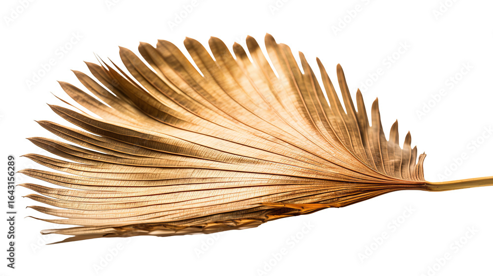 Poster a single dry palm leaf in a fan shape with crisp edges isolated on a transparent background. png