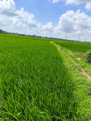Expanse of rice fields with clear skies during the day, with a rural atmosphere in Indonesia.