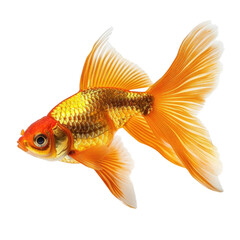 Fototapeta premium Vibrant orange goldfish with flowing fins, isolated on a transparent background. background removed