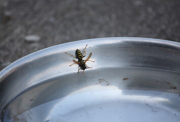 Nahaufnahme einer Wespe, beim Trinken aus einem Wassernapf für Hunde.