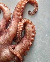 Octopus tentacles on stone background. Fresh cooked octopus.