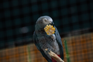 Nice gray african parrot in zoo close up portrait © Serhii