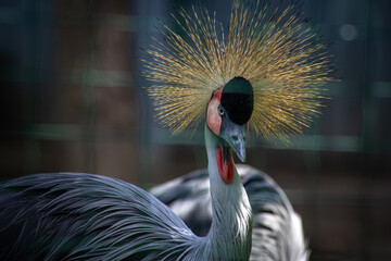 Black crowned crane close up portrait in zoo Kyiv Ukraine