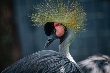 Black crowned crane close up portrait in zoo Kyiv Ukraine