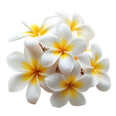 Obraz premium A cluster of five white plumeria flowers with yellow centers, isolated on a transparent background. background removed