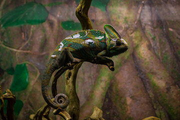 Nice chameleon reptile on branch sitting with color background camouflage