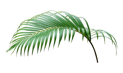 green leaf of palm tree on transparent background png file