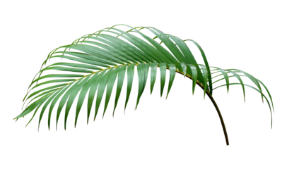 green leaf of palm tree on transparent background png file