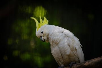 Funny white cockatoo posing on branch in zoo, birds, wild life © Serhii
