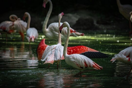 Nice pink flamingo bird on lake in zoo at sunny day