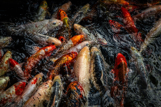 Nice swarm of koi karp in lake with optical distorsions of picture under water 