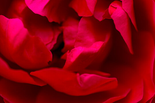 A close-up shot of a blooming pink and red rose showcases its delicate petals and vibrant colors. This image captures the beauty and elegance of nature, making it perfect for various creative projects