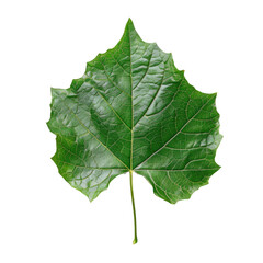 Fototapeta premium A single, vibrant green leaf with intricate vein details, isolated on a solid background. background removed