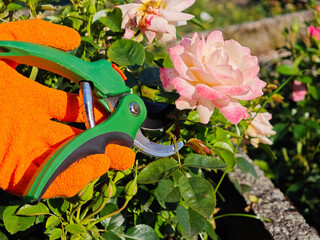 Gardener’s Hand in Glove Pruning Pink Roses in Sunlit Summer Garden. Perfect for themes such as...
