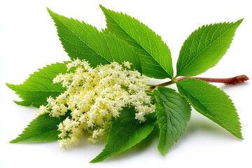 Close-up of fresh elderflower sprig