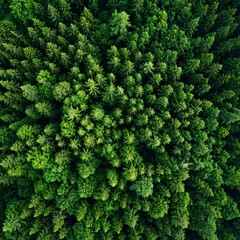 High-angle view of a dense forest canopy.