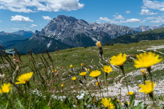 Gelbe Bergblumen vor malerischem Dolomitenpanorama